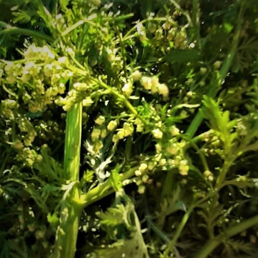 2 x Artemisia Annua • 20g im Aufgussbeutel + Bienenpollen